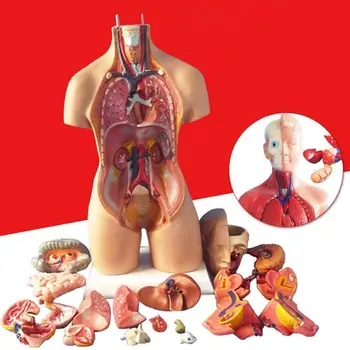 Anatomisko Cilvēka Ķermeņa Struktūras Modeli, Izglītības 3D Attēlu Cilvēka Ķermeņa Uzbūvi, Grāmatu Anatomija Iekšējo Orgānu Medicīnas Mācību Pelējuma